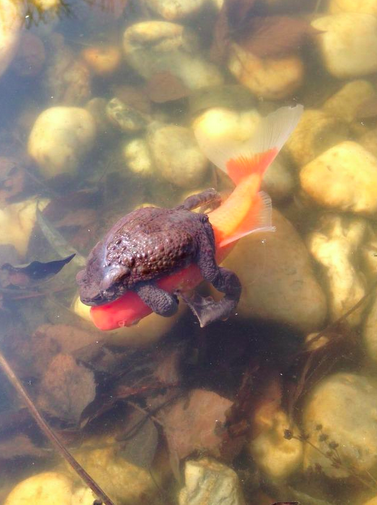 OutOfWild's tweet photo. "Jump on, I'll explain later!" http://t.co/rqBIZgCLez