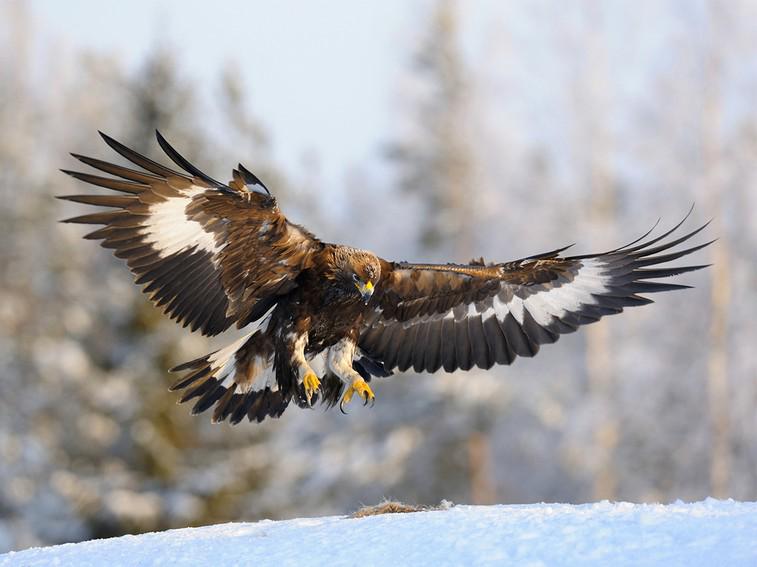 Mongolian Golden Eagles Trained Mongolian Farmers Protect