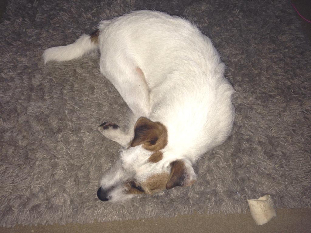 GeekrunningUK's tweet photo. Think the dog will be quiet after that. Thanks for a great bit of trail @vegannme @SRC_Rob @roomaroo http://t.co/W7THgR1W2j