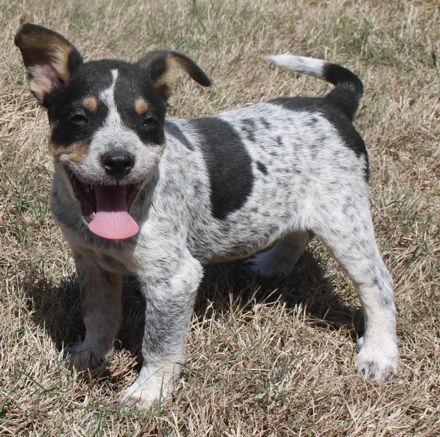 Jack and his siblings are looking for their FurEver homes with Legacy GSD rescue petfinder.com/petdetail/3200…