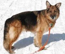 Rome is also available with Legacy GSD Rescue petfinder.com/petdetail/3181…