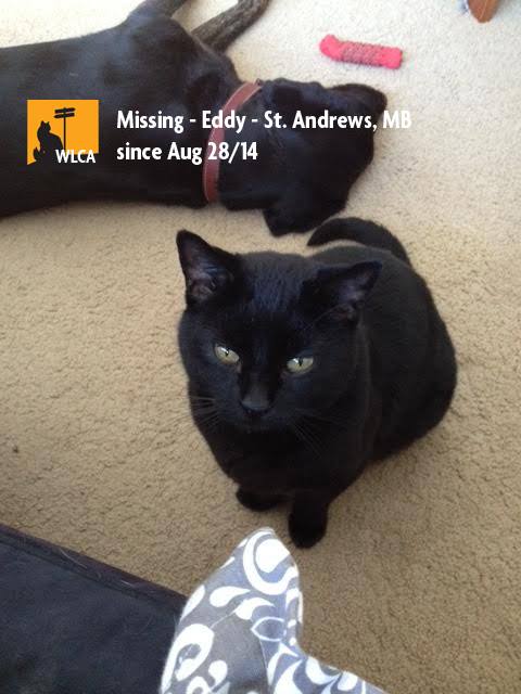 lost_cats's tweet photo. #winnipeg #manitoba Attention St. Andrews!

Eddy missing from McPhillips Rd., near Pronyk Rd

https://t.co/eczEYJNM5x http://t.co/wiMAzB1LeX
