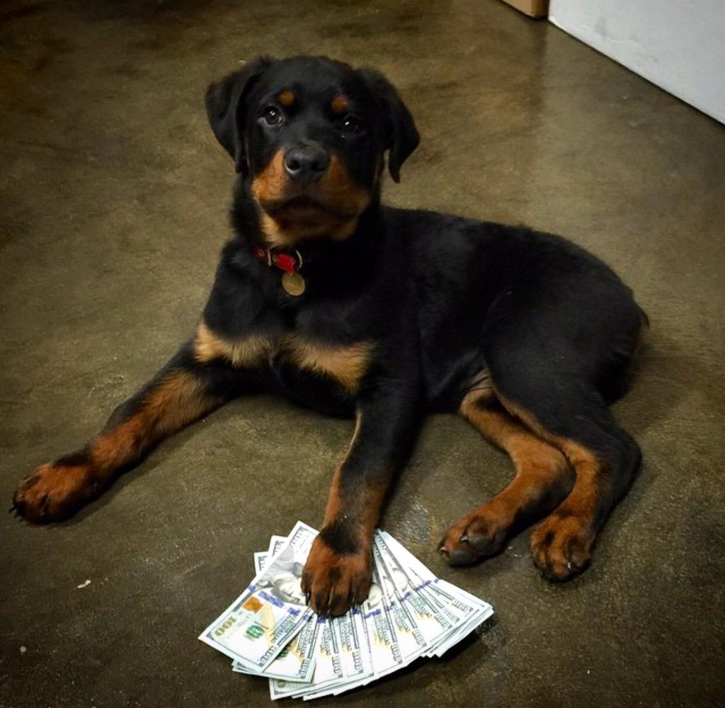 hankdoesftw's tweet photo. First time @OKmachineguns follow their account if you love to shoot! #puppy #dailyguns #fullauto #OKMG #hankdoesftw http://t.co/E2Al3WwZUw