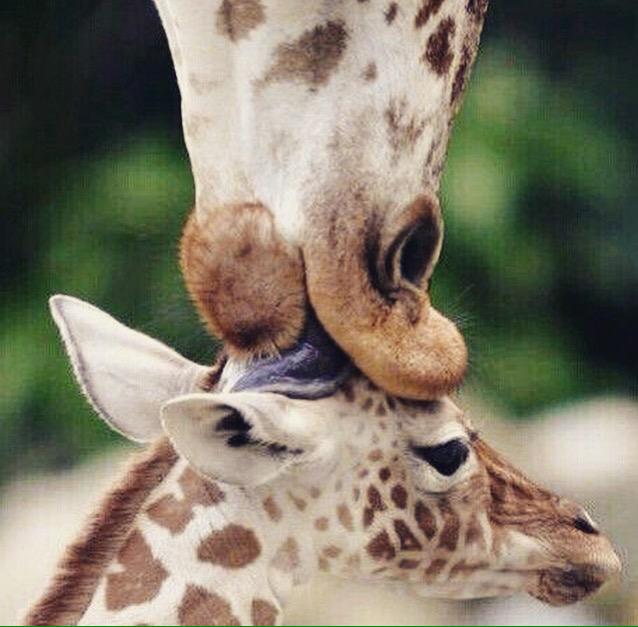 LauraGuillaume2's tweet photo. #giraffe #kiss http://t.co/wPD79mb6iT