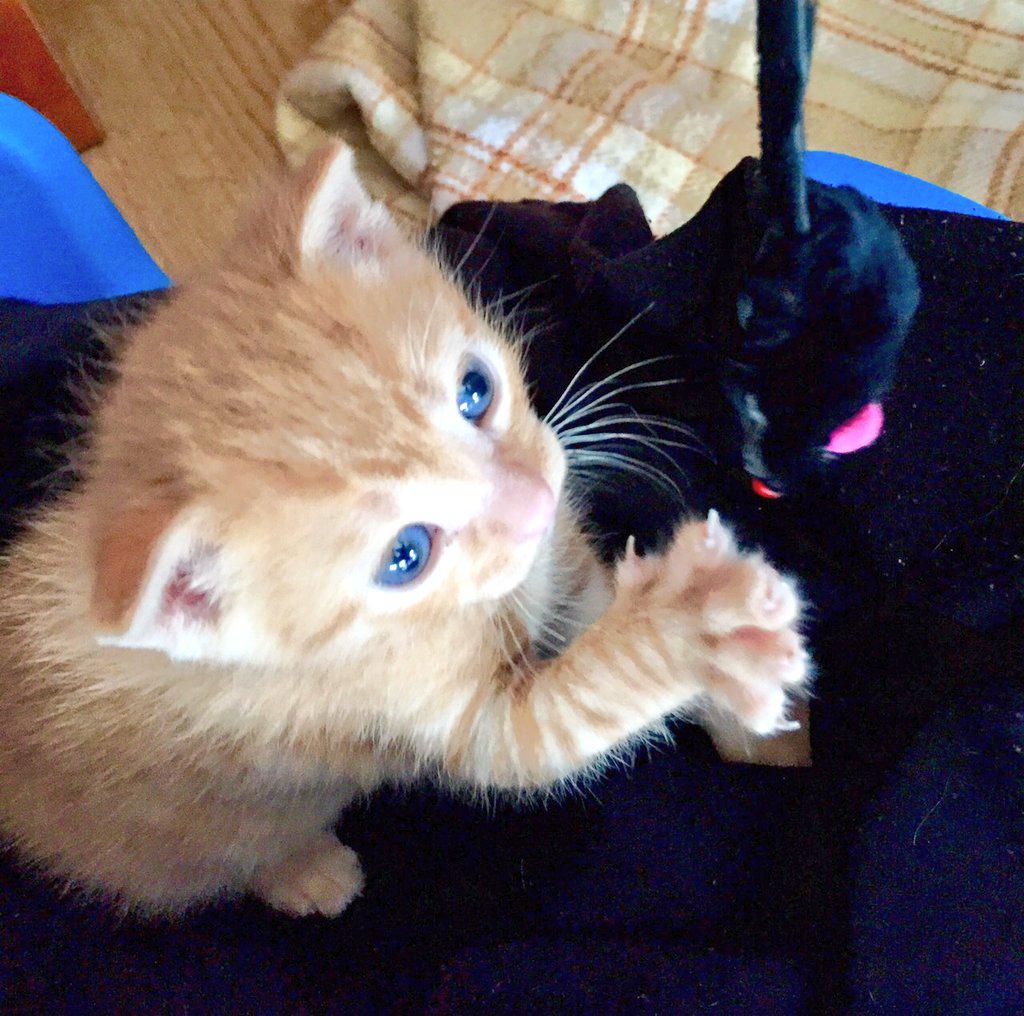 MrGraysSadness's tweet photo. Os presento a Kaät. #SoFluffyImGonnaDie http://t.co/n799qy55Rj