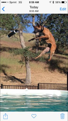 CameraGuyDave1's tweet image. Covered Timber the jumping dog on @GoodDaySac  with @kris10marshall #athleticdog