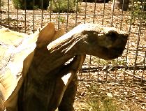 Mauiorbust2's tweet photo. George is enjoying the sunshine in #Sanluisobispo today.
He's ready for his next guests at #TheTurtleHouse #Vacation http://t.co/ZCtFtjY8Ds