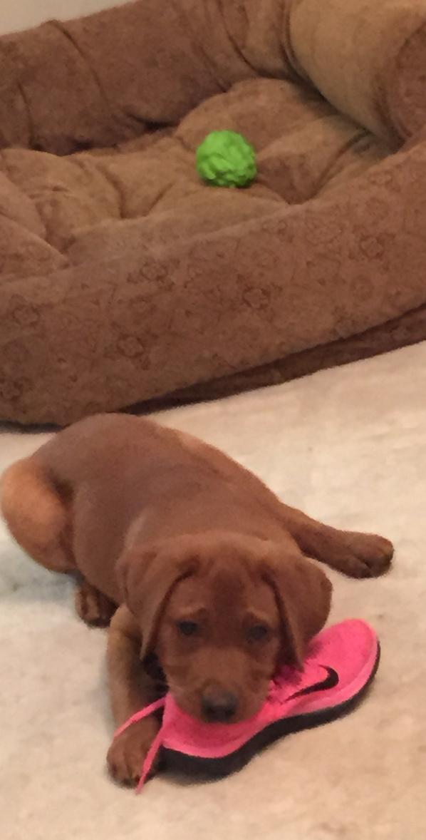 Born to run! <a href="/WhistleLabs/">Whistle (by Tractive)</a> <a href="/runnersworld/">Runner's World</a> <a href="/WomensRunning/">Women's Running</a> <a href="/taggtracker/">Tagg GPS Pet Tracker</a> #running #dogs #petexercise