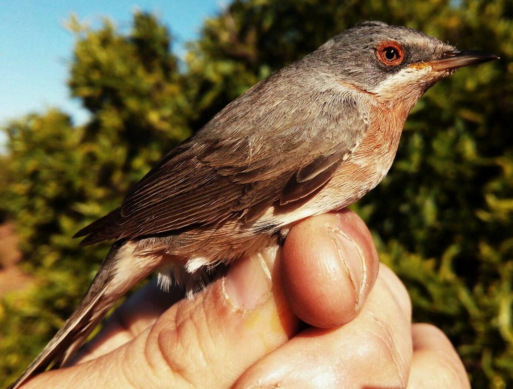 En pleno paso migratorio, la estación de anillamiento de Sagunto vive una jornada histórica …deanillamientopitroig.blogspot.com.es/2015/04/dia-de…