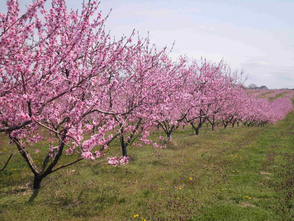 JFrecon's tweet photo. @NJ_Peaches Peach petals are now beginning to drop from NJ peach bloom. Looks like a great crop http://t.co/gjvLg9Jw7k