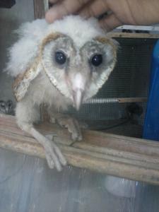 Fpr On Twitter Jual Chick Akhir Burung Hantu Barn Owl Tyto