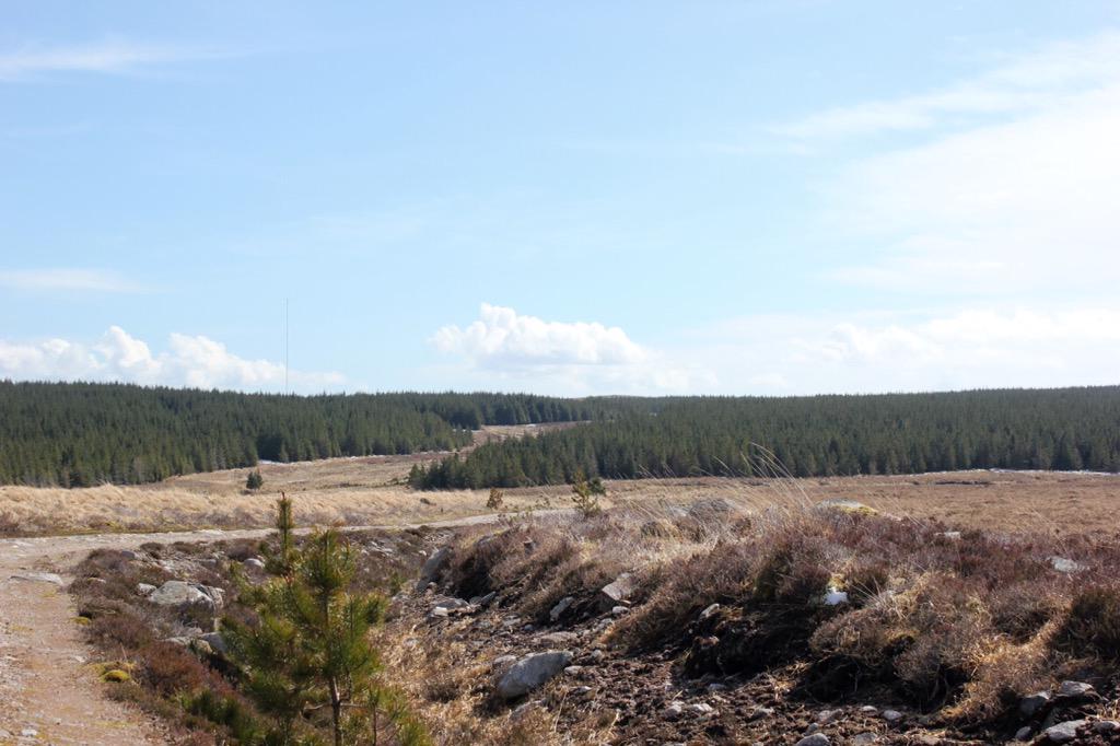 armadalefarm's tweet photo. Pristine forest/blanket bog at #strathysouth? Shame the JMT and RSPB are objecting to the restoration of this site! http://t.co/gpBjgMOeje