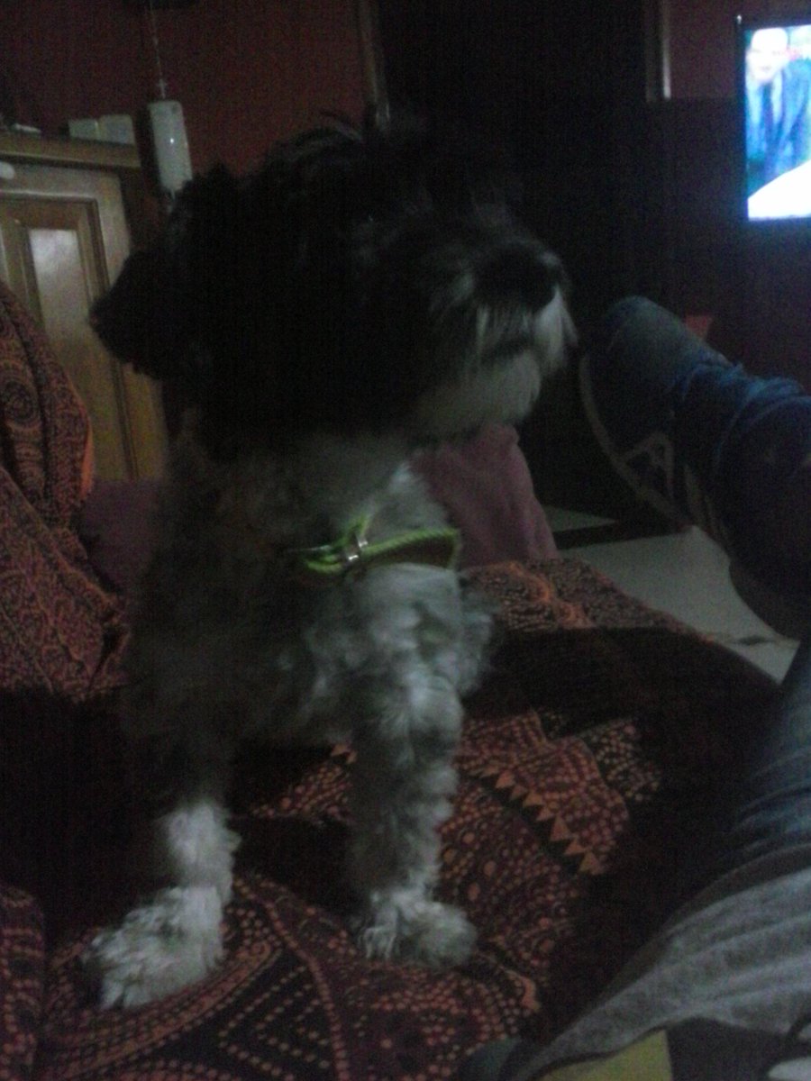 LuCantoia's tweet photo. Amorsito de cuatro patas http://t.co/FAIjq06Fyn