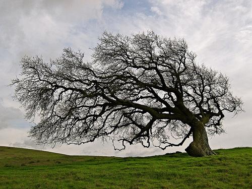 Я сильное могущее дерево. Ветвистое дерево. Наклоненное дерево. Кривое дерево. Старое дерево.