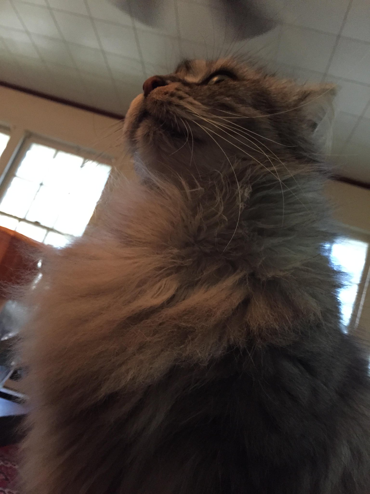 Embedded image permalink