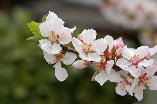 もも おはようございます O 4 28誕生花は ユスラウメ 花言葉は 輝き 別名ナンキンチェリー 花 名を漢字で書くと山桜梅桃となります 花後に付く小さな赤い実を昔は子供達がよく食べていて 取る時に枝を揺することからの花名です Http T Co もも おはようございます O 4 28誕生花は ユスラウメ 花言葉は 輝き 別名ナンキンチェリー 花 名を漢字で書くと山桜梅桃となります 花後に付く小さな赤い実を昔は子供達がよく食べていて 取る時に枝を揺することからの花名です Http T Co
