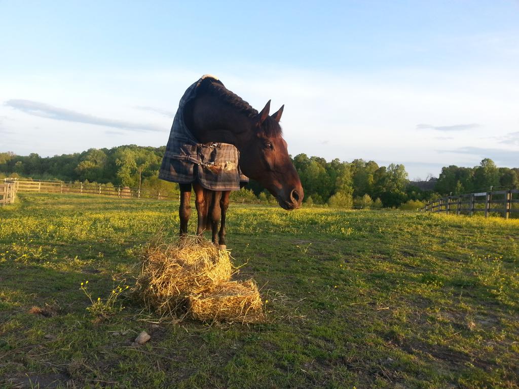 SuperRoverOTTB's tweet photo. In NC for a well deserved rest. Happy to be outside not attached to a human, even though I ♡ all of mine. http://t.co/YCUHeJIl9D