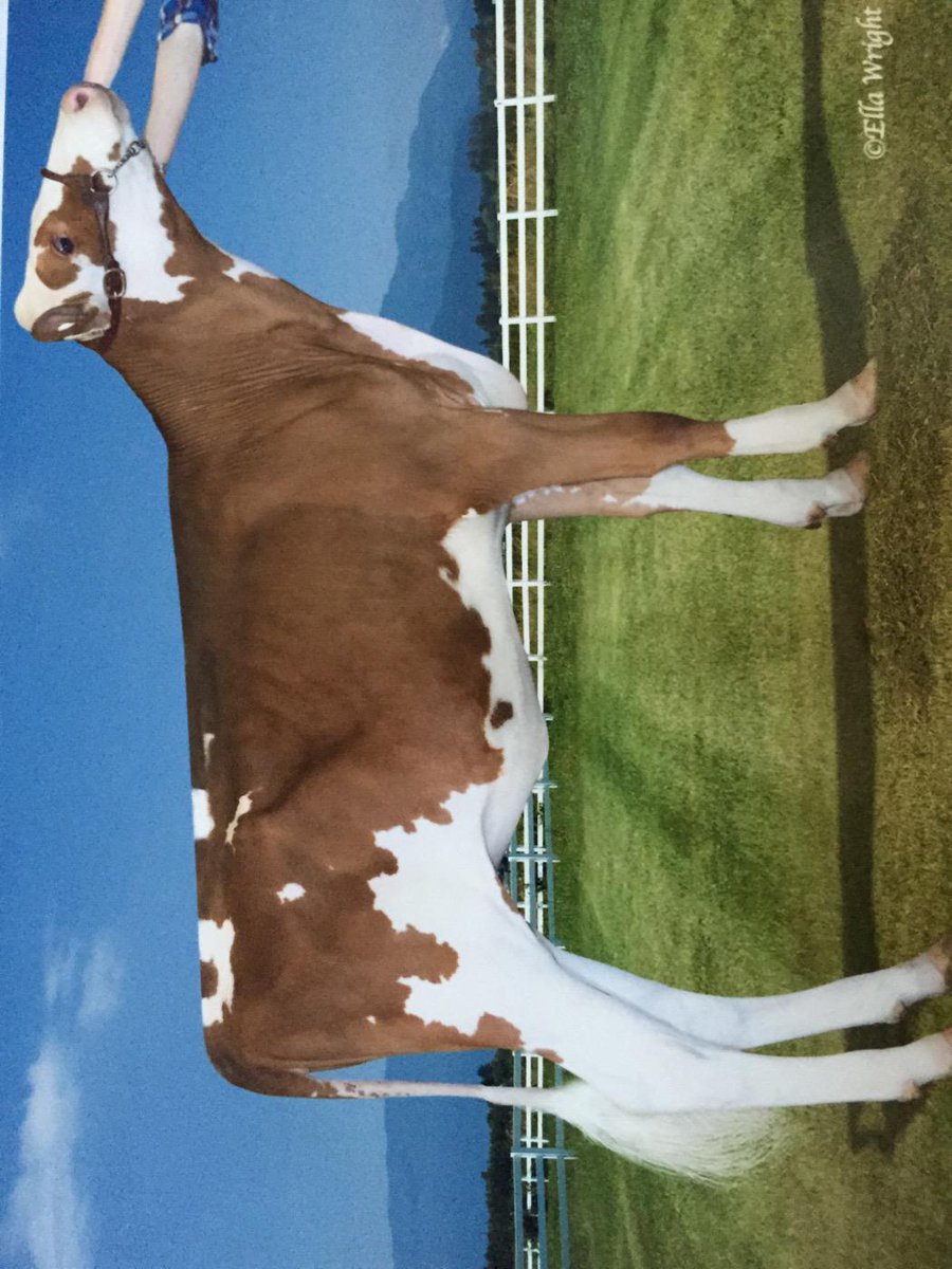 Yes we own a #Apple , owned with awesome partners <a href="/chubanna_holst/">Andrew Wildeboer</a> <a href="/robellaholst/">Robella Holsteins</a> <a href="/lifeonthepraire/">Joanne Vander Linde</a> <a href="/meihaven/">Rien</a>