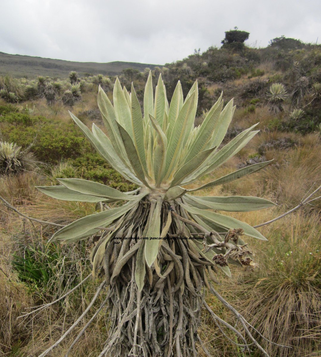 MFONKIS's tweet photo. @NPlanetaRCN Frailejón pasqueño http://t.co/MDU5DbQ0zg