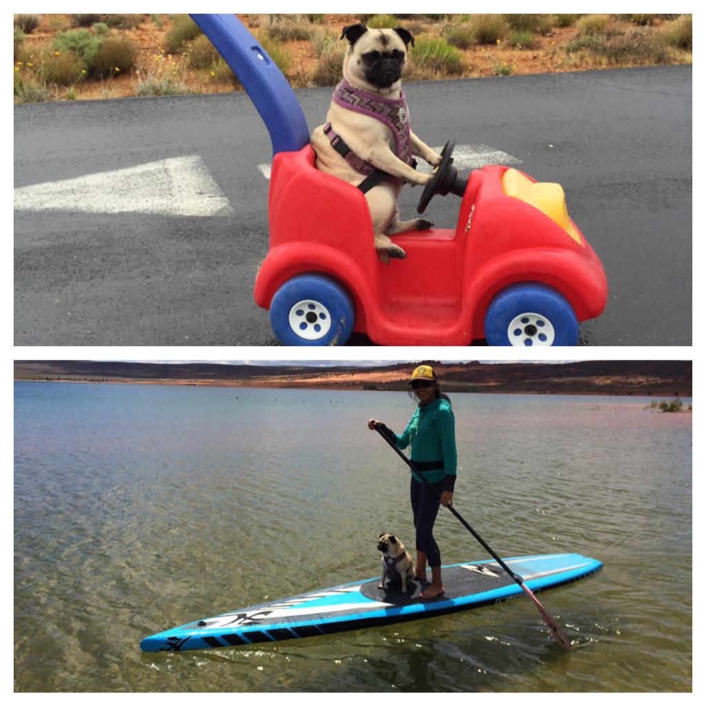 ParkCitySUP's tweet photo. This is how Piggy Smallz rolls to the beach! In her drop top duh! #puglife #suppug #Hobie http://t.co/3KnQNjYdyP