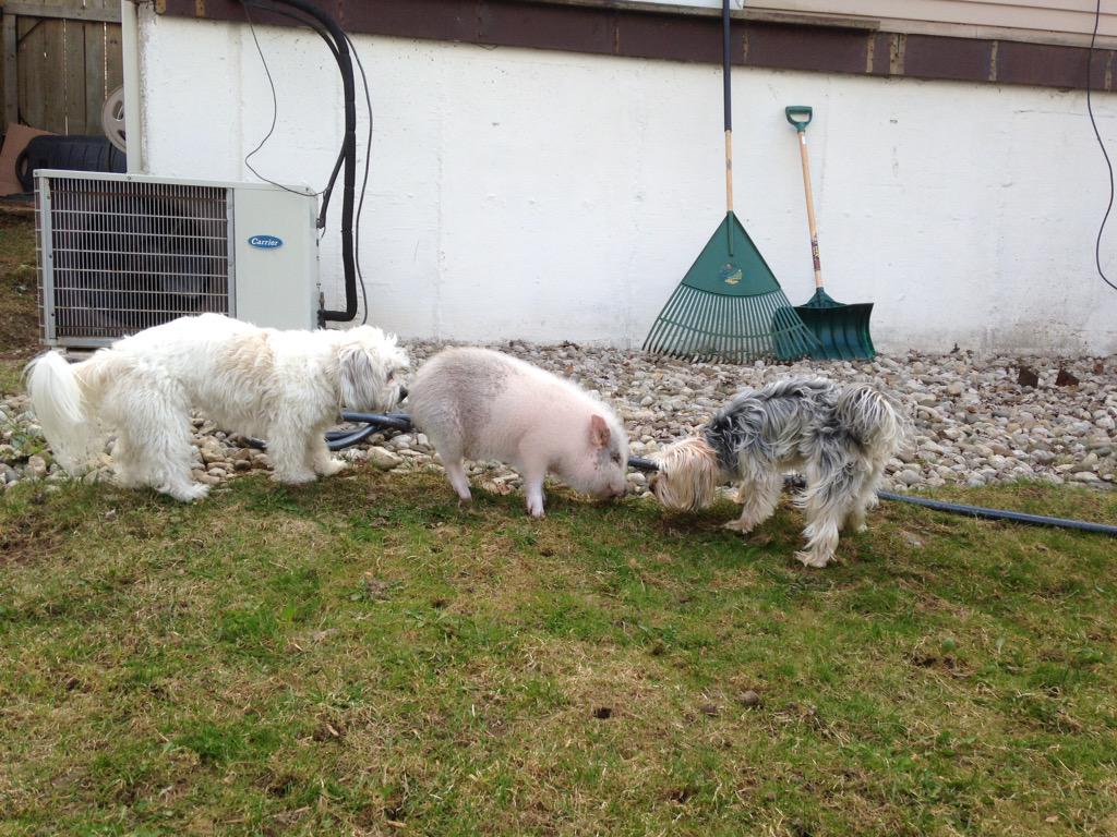 ApeFry's tweet photo. I love my friends and their dogs (missing Dexter) http://t.co/71CrvrQaNV