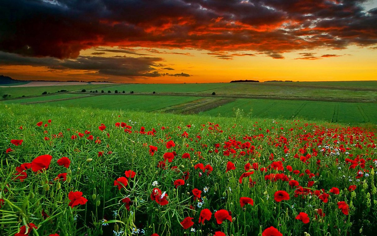 Wallpaperia's tweet photo. Amazing Field Of Flowers Wallpaper------>http://t.co/rKuTRhcKPo http://t.co/ef9xHWuOow