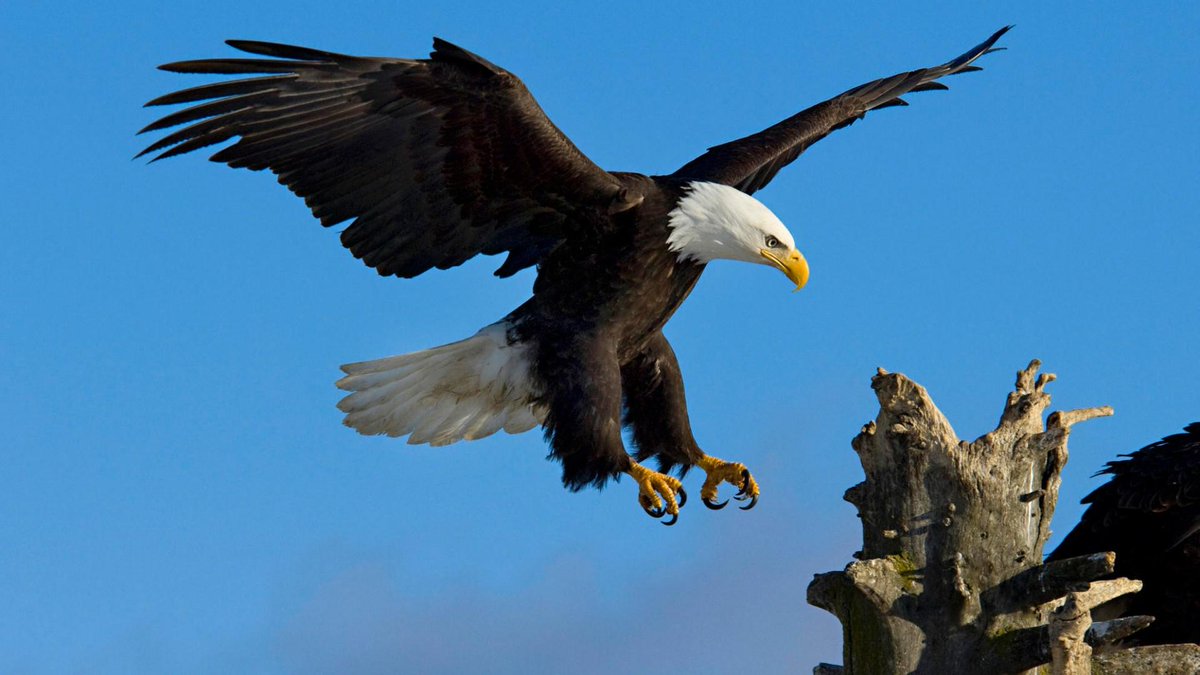 Wallpaperia's tweet photo. Beautiful Bald Eagle Wallpaper -------->http://t.co/auxgRiZSbI http://t.co/MOIOF1vFJt