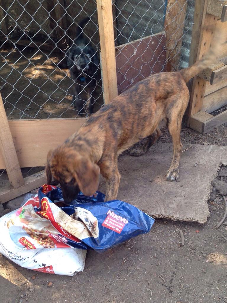 El ultimo bebe q me queda en adopción y asi poder rescatar a otros. Xfa RT <a href="/perroscl/">Perros.cl</a> <a href="/carolinapinoc/">Caro 🌲 C.</a> <a href="/PerrosPlazaHuem/">Perras Tuiteras🐾 Barrio Franklin 🇨🇱🐶🐱</a>