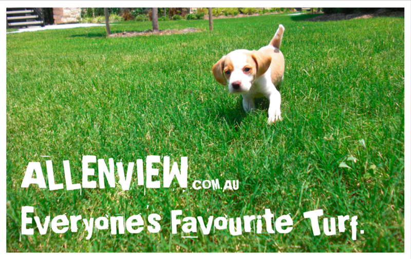 Allenview Turf (@AllenviewTurf) / Posts / X