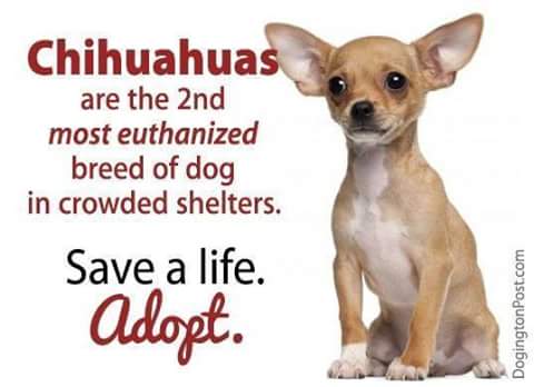 Tequila_Club__'s tweet image. Save a life, ADOPT!