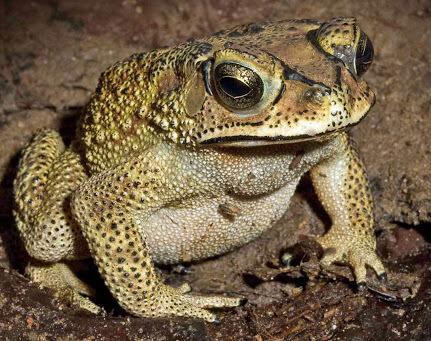 <a href="/kimnk_both/">วอระ.-</a> แบร่