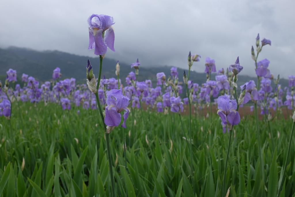 BassonJames's tweet photo. Iris palida. The Perfumer's garden in Grasse L'Occitane with scapedesign #RHSCHELSEA http://t.co/puhz6UZZpV