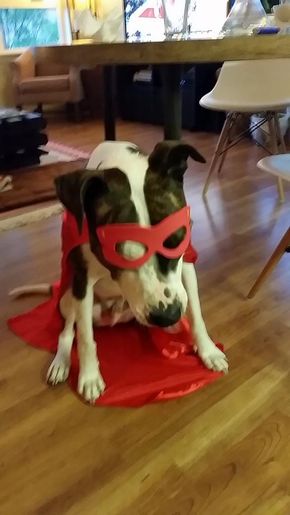 PPCkimpossible's tweet photo. @ppc_cat meet your arch nemesis, #ppcdog!!! #ppcchat #HeroConf http://t.co/Tk5h9NVthL