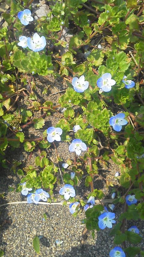 さいころ爺 En Twitter 名前はわかりませんが 雑草の花です 小さい花 草花 みつばのクローバー 紫の花 黄色い花 青い花 Http T Co Sqf5g4p0rw