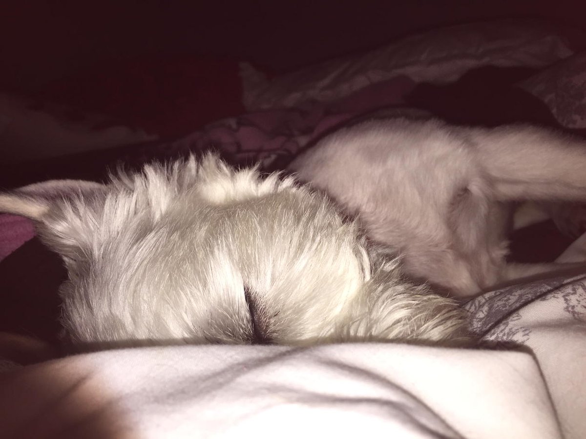 BraveWinston's tweet image. Mumz opened her eyes today and BAM there I was inches away 😆