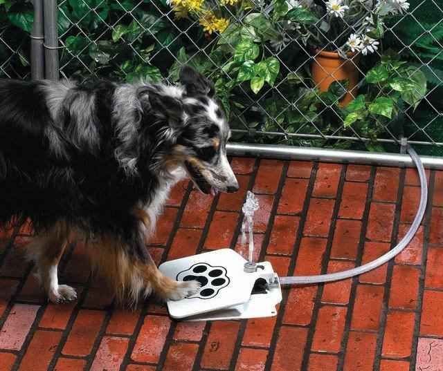 world_devices's tweet photo. Provide a continuous flow of drinking water to your dog when you are busy.

#gadget #wow #tech #dog #cool #fountain http://t.co/RI1GYvUWec