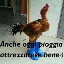 Rospocchia's tweet photo. Bisogna attendere ancira un pò per i sandali! http://t.co/60BPKFL5gH