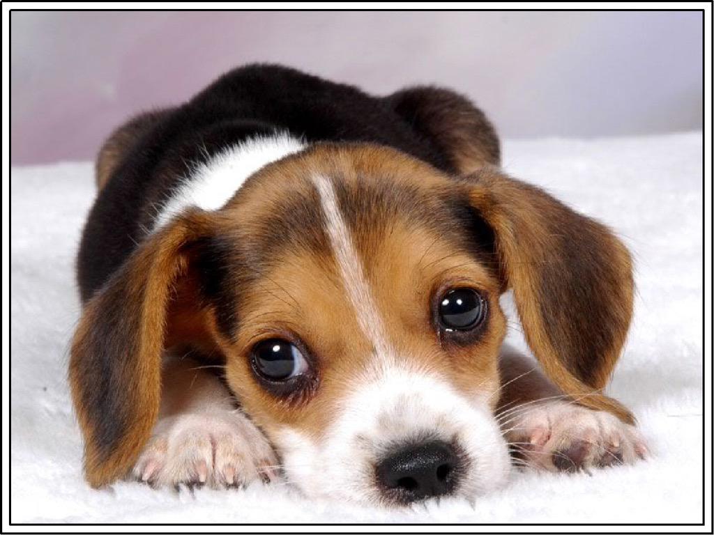 Animalrightsivy's tweet photo. #FreeLabBeagles! #ukrunfree no breeding labs anymore! @UKRunFree 🐾🐶
PLS S&amp;S ! ALL SIGN 👉 https://t.co/zCOU515hmD http://t.co/4Sdgm50sDa