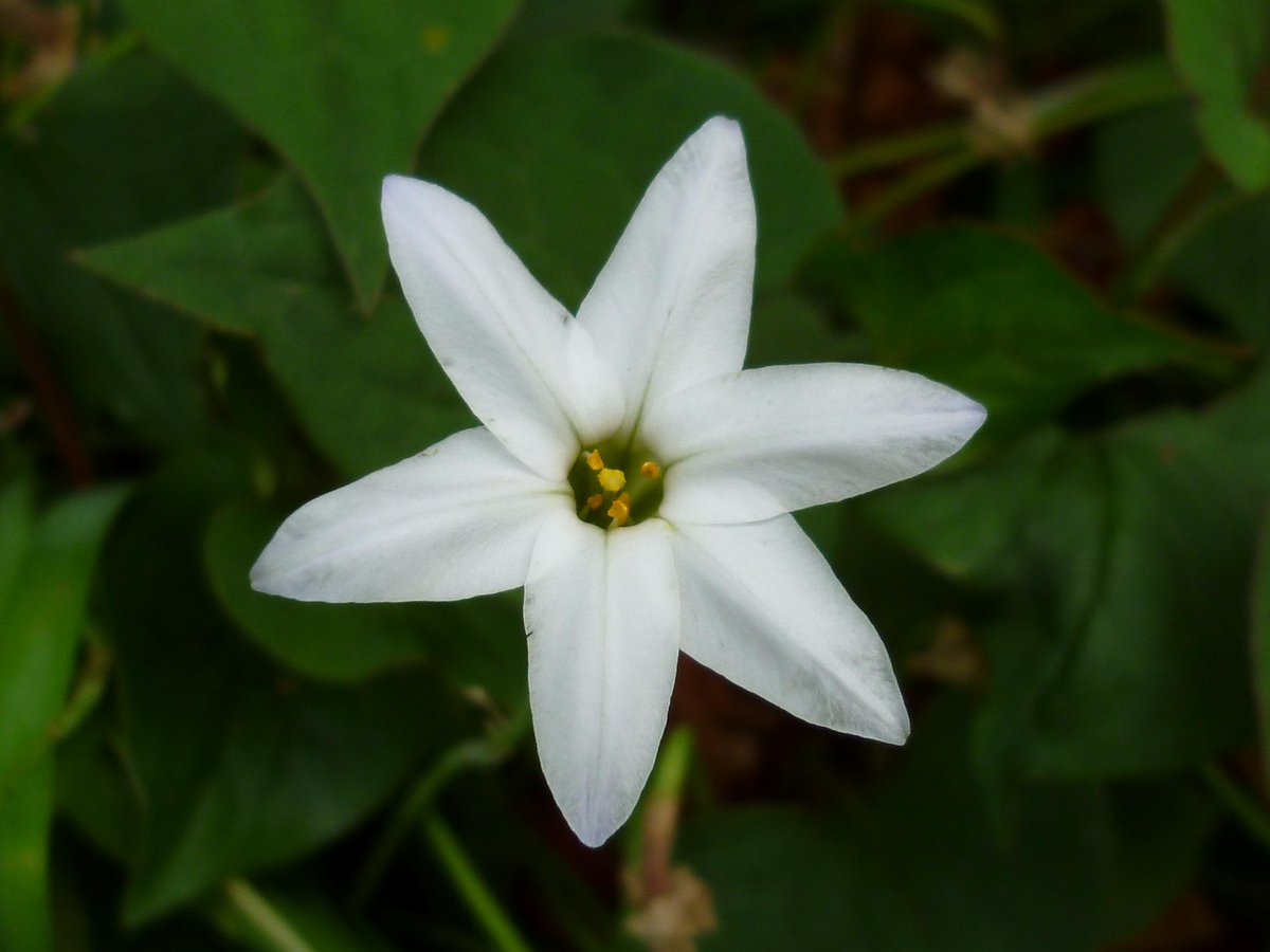 Hajime Wada Lab 和田先生から ベツレヘムの星 という植物を教わりました 和名はオオアマナです 1枚目 食用にもなるらしいハナニラ 2枚目 と似ていて どちらもベツレヘムの星と呼ぶことがありますが オオアマナは有毒のようなので 食べないで