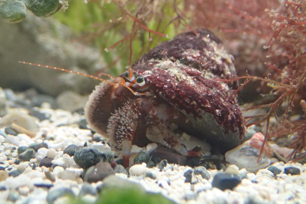 東京海洋大学 水産生物研究会 Twitterissa ヤマトホンヤドカリといいます 体は赤みがかった茶色で 目は緑色をしているきれいなヤドカリです あ ホンヤドカリ科のヤドカリは右のはさみ脚が大きいんですよ P Http T Co Hcihfk5uvw