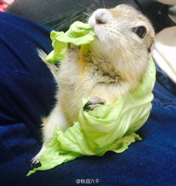 MFrannieStore's tweet image. Share a cute little one who have lost itself in eating :)
#hamster