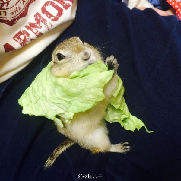 MFrannieStore's tweet image. Share a cute little one who have lost itself in eating :)
#hamster