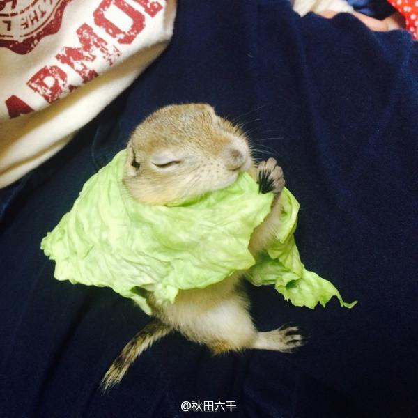 MFrannieStore's tweet image. Share a cute little one who have lost itself in eating :)
#hamster