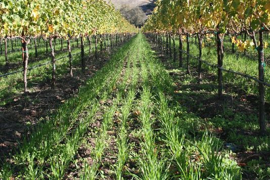 VandBOfficiel's tweet photo. La #Chine devient le deuxième #vignoble mondial ! via @lemondefr http://t.co/5JOyghcPjW http://t.co/ePNY0YT0Jh
