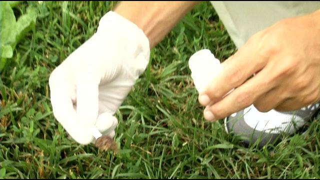 ibdna's tweet image. #DNAtests on dog poo to trace owners who don’t pick it up! bit.ly/1J6lU9M #DNAsamples #dogs #owners