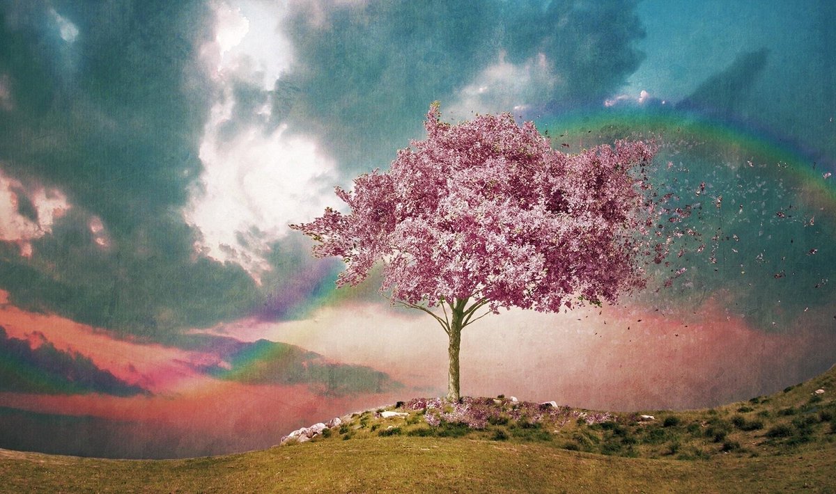 Цветут цветы и я и ты. Сакура дерево. Красивое цветущее дерево. Розовое дерево. Необычные пейзажи.