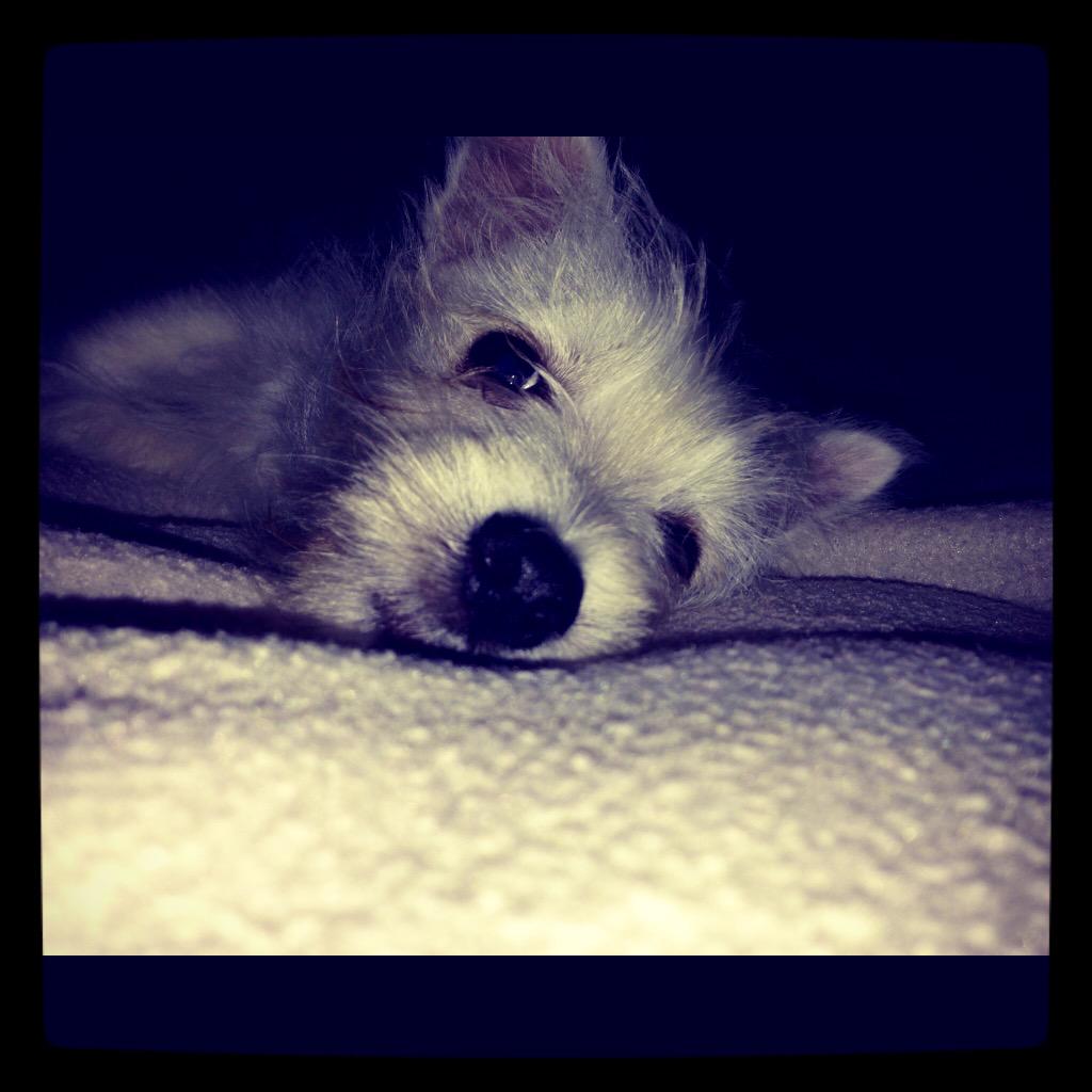 GavWonna's tweet image. @waitrose #WaitrosePet hi my names #Boogles I would love a snuggle bed