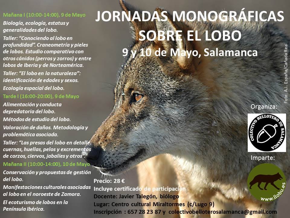 .<a href="/jcyl/">Junta de Castilla y León</a>, tema estrella: "conservación y gestión del lobo". Jornadas de <a href="/CBellotero/">Colectivo Bellotero</a> y <a href="/LLOBUecoturismo/">LLOBU</a> en #Salamanca
