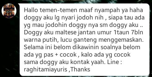 RT <a href="/raghitamiayuris/">Raghitamia Yurisman</a> Doggy maltese jantan, 1taun 7bln warna putih. Cari pasangan untuk dikawinin. Hubungi saya