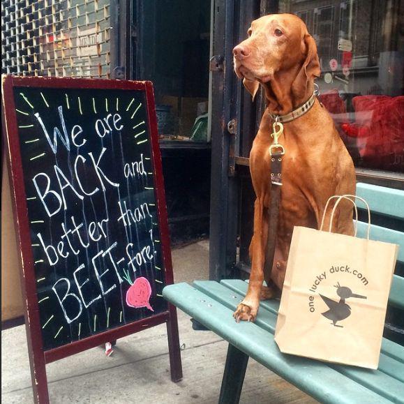 After running with Mom, picked up some post-run snacks @oneluckyduck. More: instagram.com/cliffordtheviz… #Vizslas #NYC